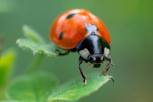 A close up shot of a ladybird resting in a blade of grass