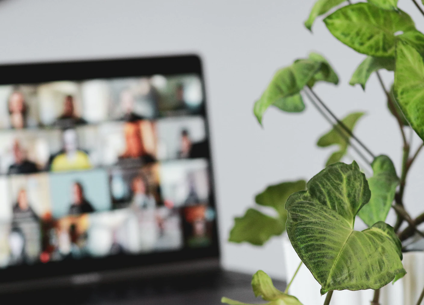 A plant in front of a work zoom meeting 